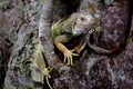 Green leguan in jungle