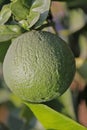Green lemon Royalty Free Stock Photo