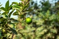 Green lemon on a bronch Royalty Free Stock Photo