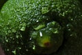 Green lemon covered by water droplets Royalty Free Stock Photo