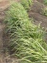 green lemon grass in the garden Royalty Free Stock Photo