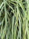 green lemon grass leaf background texture Royalty Free Stock Photo