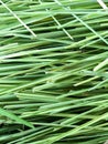 Green lemon grass leaves Royalty Free Stock Photo