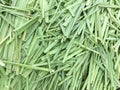 Green lemon grass leaves Royalty Free Stock Photo