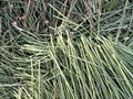 green lemon grass leaves of the tree Royalty Free Stock Photo