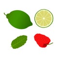 Green lemon green tulsi and strawberry vector artwork illustration