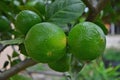 Green lemon group on the branch