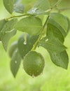 Green lemon hanging on a branc