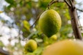 Lemon hanging from tree