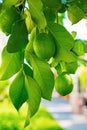 Green lemon hanging on a tree with leaves in the sun