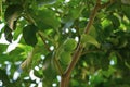 Green lemon hanging on a tree with leaves in the sun