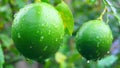 Green lemon in japanese garden Royalty Free Stock Photo