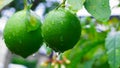 Green lemon in japanese garden Royalty Free Stock Photo