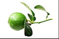 Green lemon and green leaves Royalty Free Stock Photo