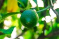 Green lemon or lime grows on the tree on a background of blurred greenery. Close-up, selective focus