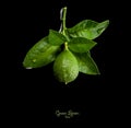 Green lemon or lime on tree branch with green leaves Royalty Free Stock Photo