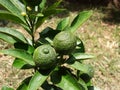 Green lemon plant ,small lemon plant with lemon .Two beautiful green lemons on a small tree Royalty Free Stock Photo