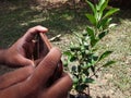 Green lemon plant ,small lemon plant with lemon .Two beautiful green lemons on a small tree Royalty Free Stock Photo