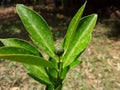 Green lemon plant ,small lemon plant with lemon .Two beautiful green lemons on a small tree Royalty Free Stock Photo