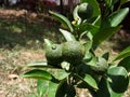 Green lemon plant ,small lemon plant with lemon .Two beautiful green lemons on a small tree Royalty Free Stock Photo