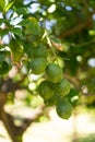 Green lemon on the tree blurred green background