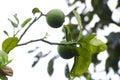 Green lemon tree Royalty Free Stock Photo