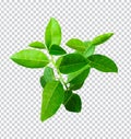 green lemon tree leaves on a white background, green, green leaf, plant, green tree branch png file Royalty Free Stock Photo