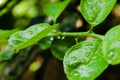 Green lemon tree with water droplets close up view Royalty Free Stock Photo