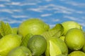 Green Lemons