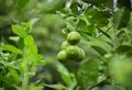 Lime fruit hanging from the branches of Lime tree Royalty Free Stock Photo