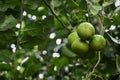 Lime fruit hanging from the branches of Lime tree Royalty Free Stock Photo