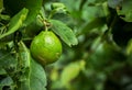 Close up of green lemons grow on the lemon tree in a garden background harvest citrus fruit Royalty Free Stock Photo