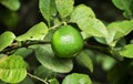 Close up of green lemons grow on the lemon tree in a garden background harvest citrus fruit Royalty Free Stock Photo