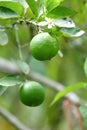 Green lemons in the garden are ready to be harvested for cooking.