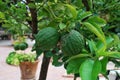 Green lemons in a garden