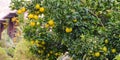 Green lemons growing on a tree, limes hanging from branches. Lemon tree or lime tree. Nature, organic fruit, summer time Royalty Free Stock Photo