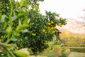Green lemons growing on a tree, limes hanging from branches. Lemon tree or lime tree. Nature, organic fruit, summer time Royalty Free Stock Photo