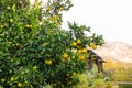 Green lemons growing on a tree, limes hanging from branches. Lemon tree or lime tree. Nature, organic fruit, summer time Royalty Free Stock Photo
