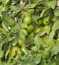 Green lemons on tree