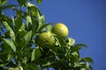 Green lemons on a tree