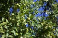 Green lemons on a tree Royalty Free Stock Photo