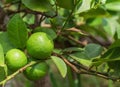 Green Lemons on the tree in daylight Royalty Free Stock Photo