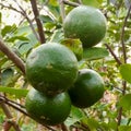 Green Lemons on the Tree Royalty Free Stock Photo