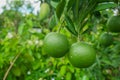 Green Lemons tree in the garden with green blur background. Green Lemon a citrus fruit Citrus lemon of Bangladesh origin Royalty Free Stock Photo