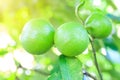 Green Lemons tree in garden with daylight. Royalty Free Stock Photo