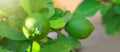 Green Lemons tree in the garden with daylight. Royalty Free Stock Photo