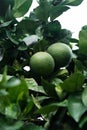 Green Lemons tree in the garden with daylight. Royalty Free Stock Photo