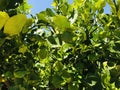 Green lemons tree in the garden with daylight. Royalty Free Stock Photo