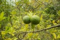 Green Lemons tree in the garden Royalty Free Stock Photo