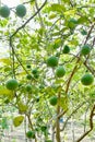 Green Lemons on the Tree Royalty Free Stock Photo